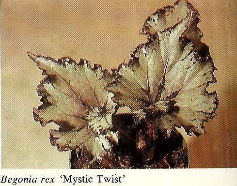 B. ‘Mystic Twist’